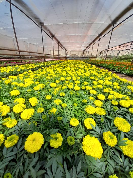 Бархатцы Петуния Сальвия