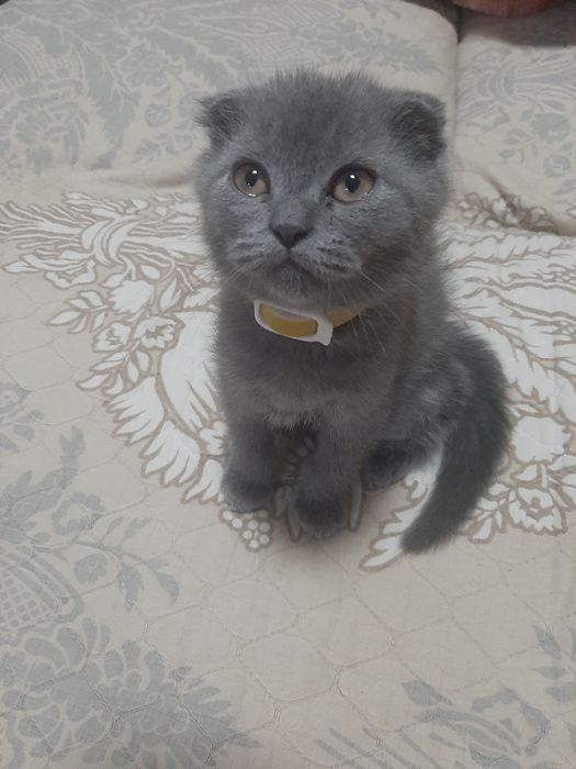 Скоттиш фолд ўғил