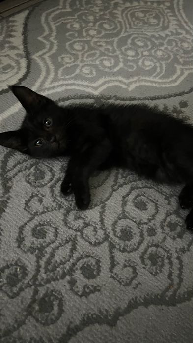 Котенок продается