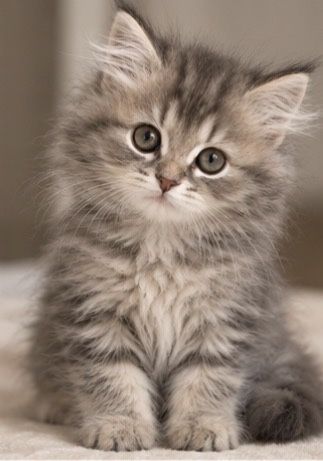 Британский котенок