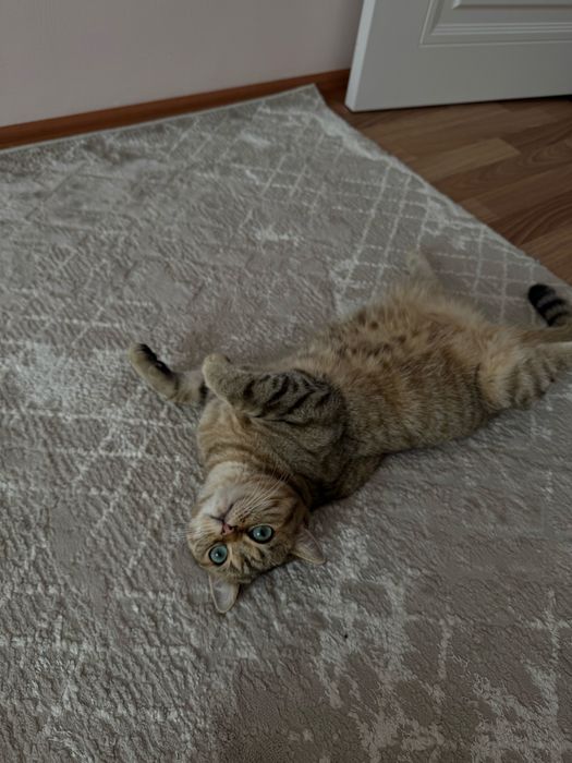 Продам британского котика