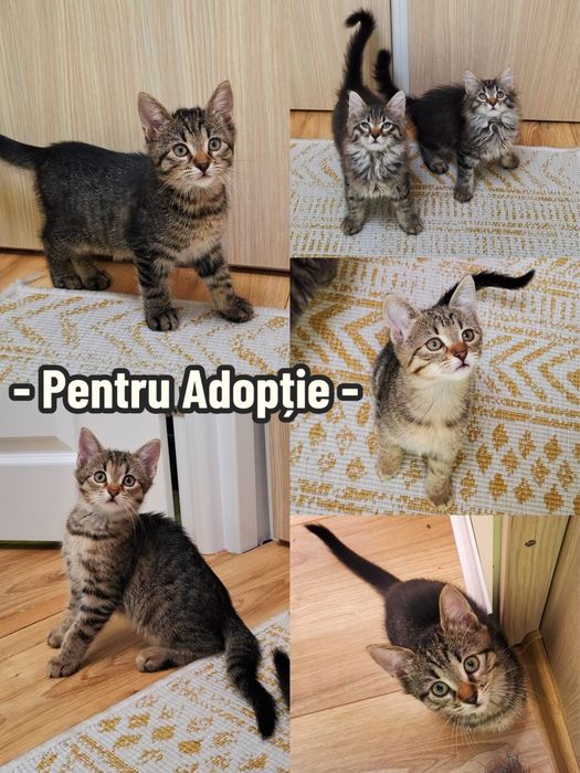 Adoptie pisoiasi
