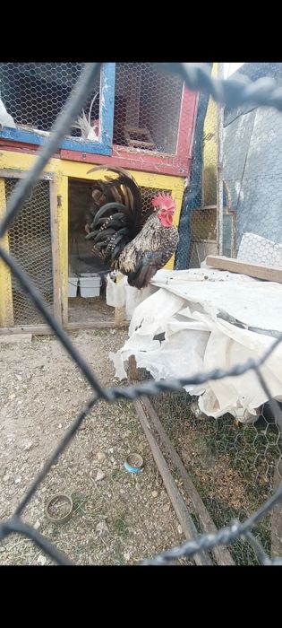 Cocoșei chabo tineri de anul trecut