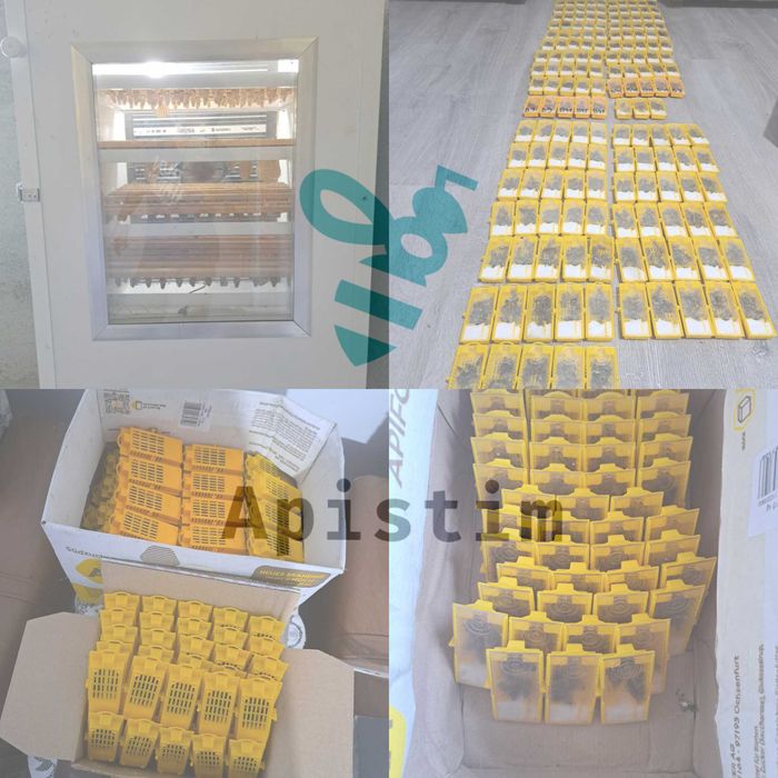 Precomenzi matci Buckfast imperecheate 2025 (10+1)