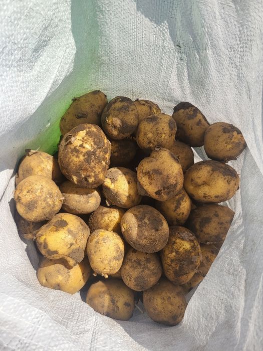 Продам картошку оптом