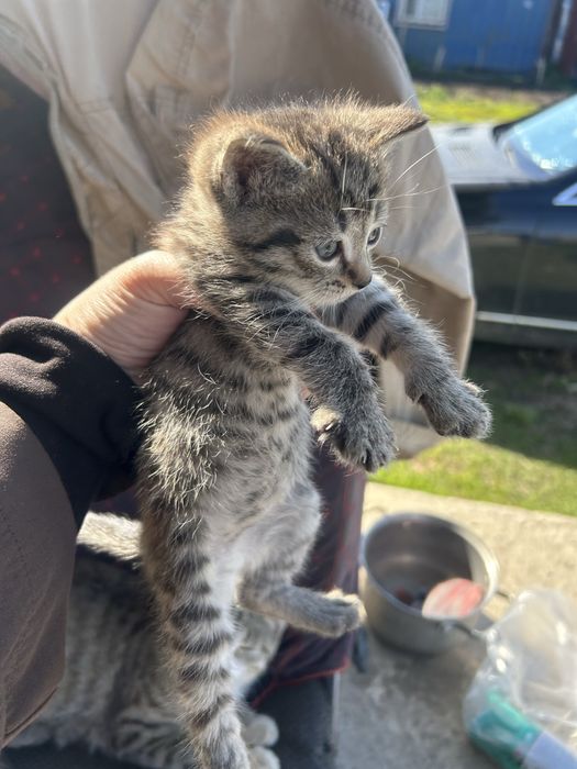 Отдам котят 1 мес косшы