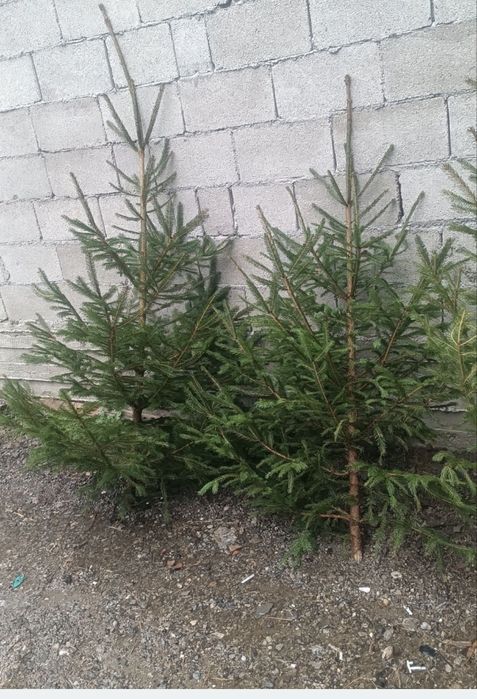 Brad de nunta Magnolia Arțar Palmier