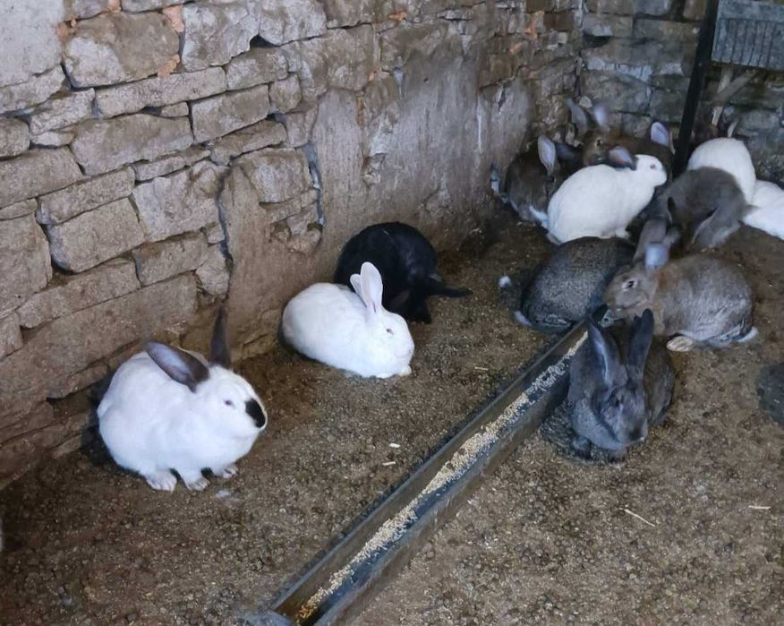 продавам зайци- женски