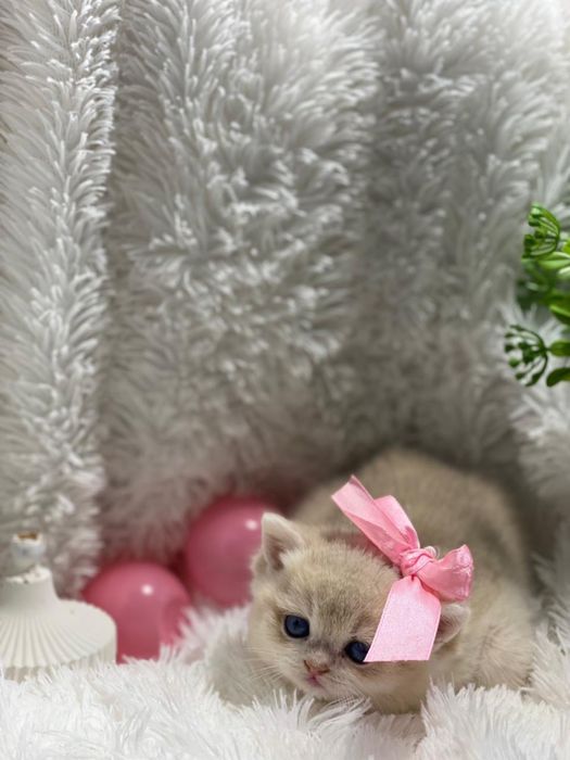 Котики кошечки британские