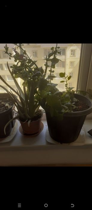 Алоэ растение в горшке