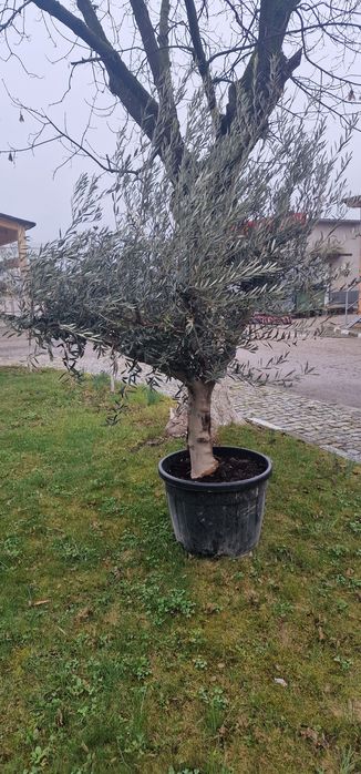 Маслинови   дървета