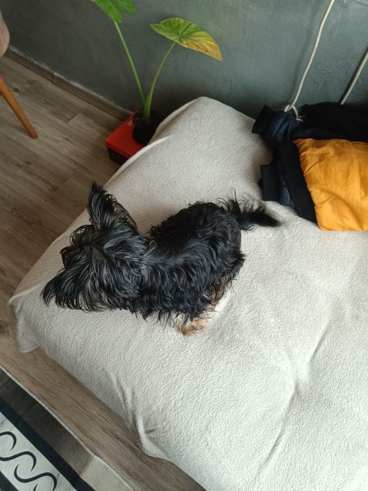 Прекрасно йорки .