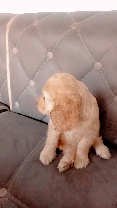 Собачки Американский кокер спаниель