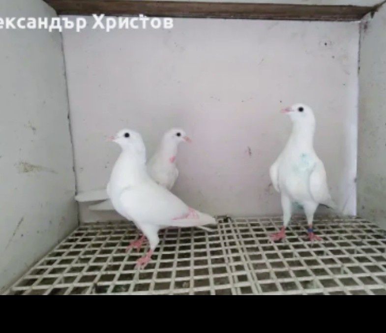 Пазарджишки високолетци