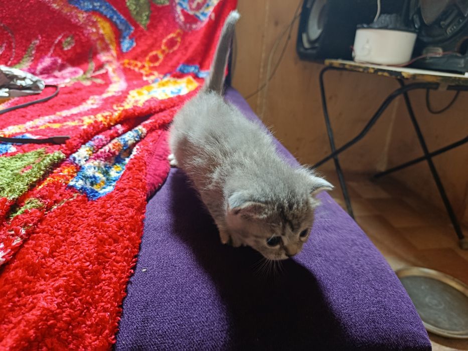 Продаются веслоухие котята