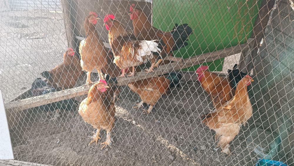 Қораз ,Петухи сатылады