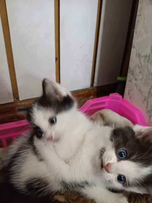 Отдам двух котят