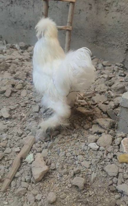 Сотилади шолк японлар 5 панжа кора куз