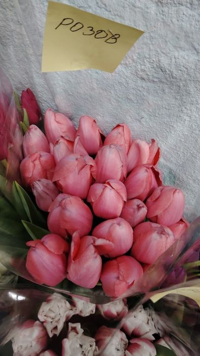 Тюльпаны с теплицы оптом голландские сорта