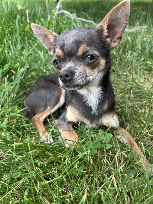 Чихуахуа кабель вязка