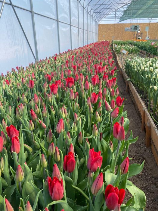 50-80см тюльпаны/предзаказ 8 марта