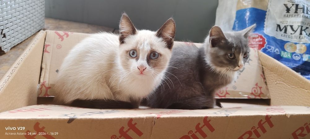 Отдам в добрые руки котят , девочки .