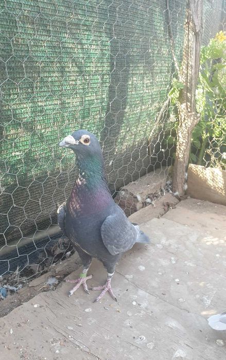 Ocazie! Vand femela voiajor cuca si mascul voiajor andaluz, 100 % viteza, 2017, 2019, Eduard Vajaiac!