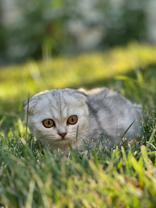 Продаются чистокровные шотландские котята