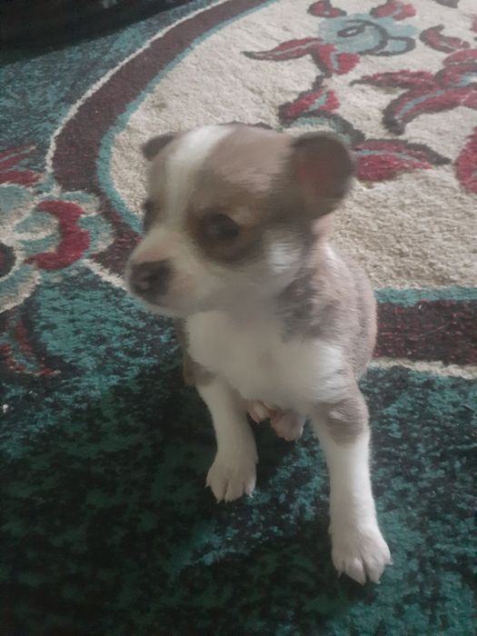 Продаётся щенок чихуахуа