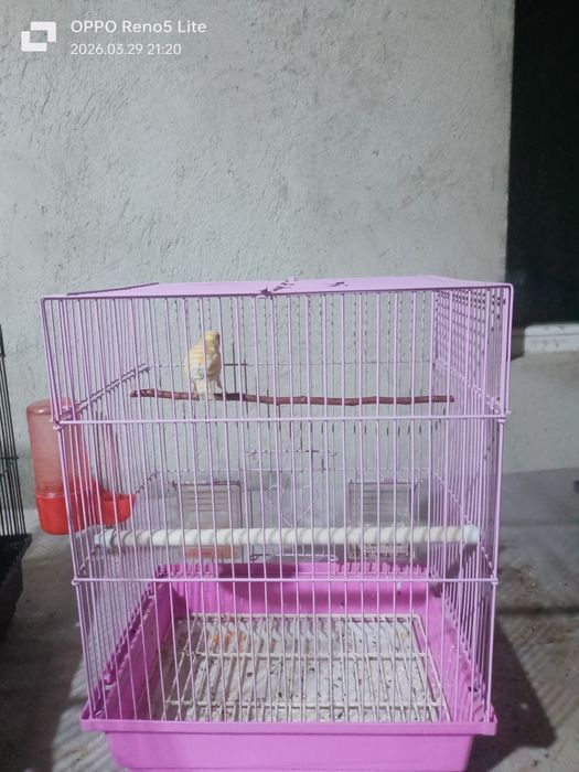 Продается канарейка