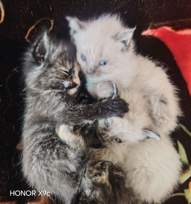 Продаются сиамские котята и кошка /Общий 3 та боласи ва онаси бор