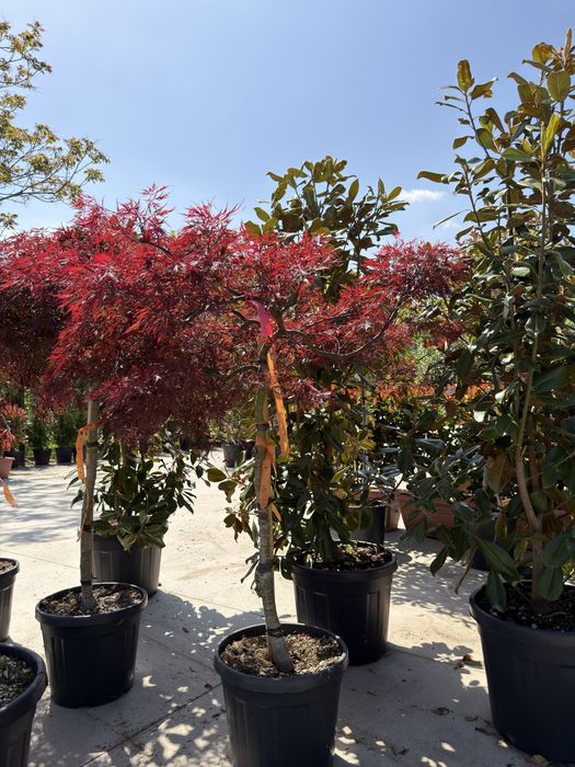 Artar japonez Acer palmatum 100 400 cm de la 499 lei