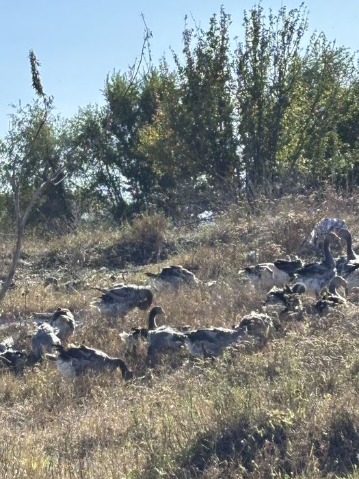 Гусь живой , Қаз тірілей
