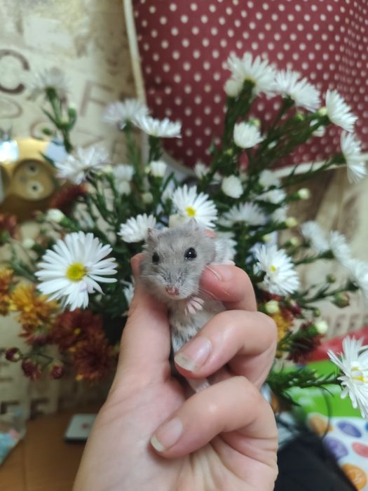 Отдам бесплатно хомяков с клеткой