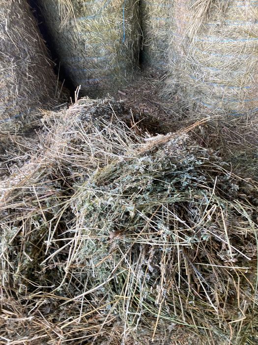 Vând baloți rotunzi de lucernă 330 lei