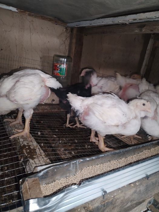 Бройлер 2 кг атрофида вазни