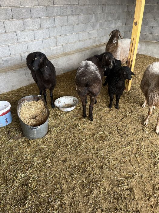 5 қой + 3 қозы сатылады | Келісімді