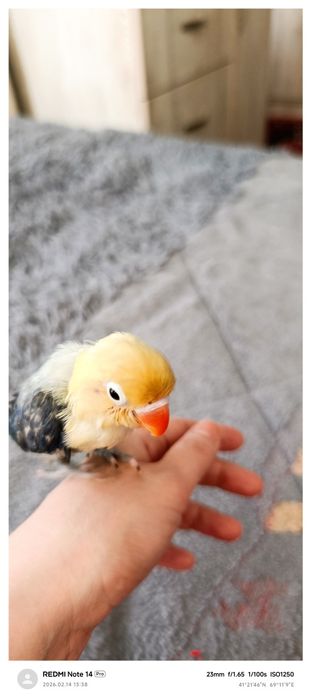 Popugay nerazluchka ruchnoy