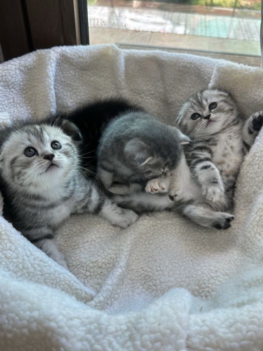 Британская порода