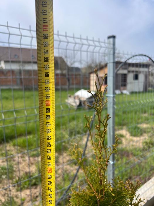 Tuia Smaragd si plicata 46 lei bucata 70 bucati