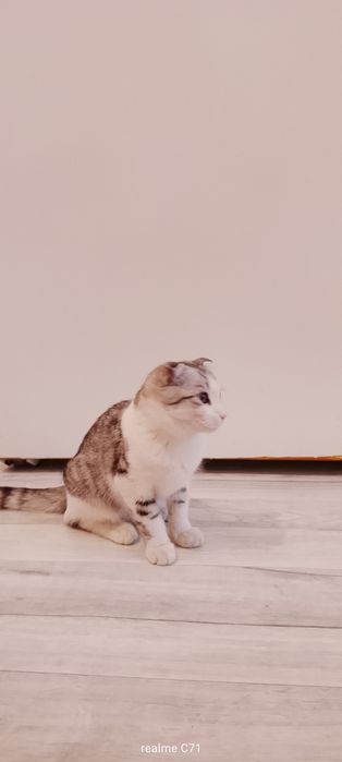 Шотландская кошка