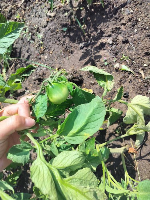 Продам дом на одного хозяина..