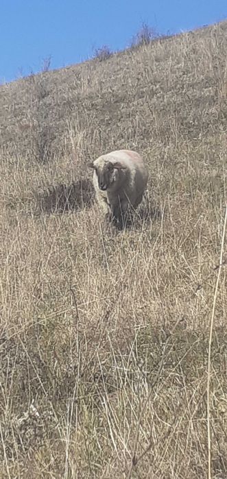 Vând berbec țigai