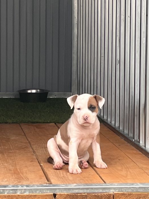 Amstaff femelă cu pedigree