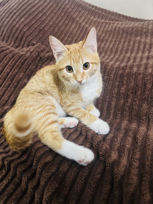 Котенок отдам бесплатно
