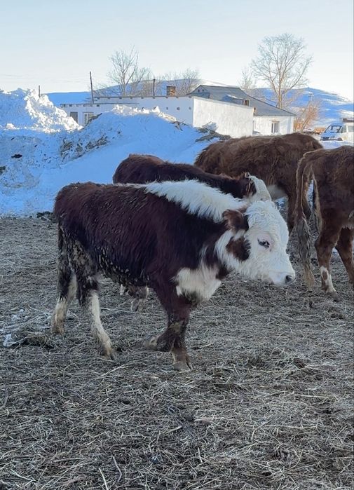 10 бас бұқа сатылады