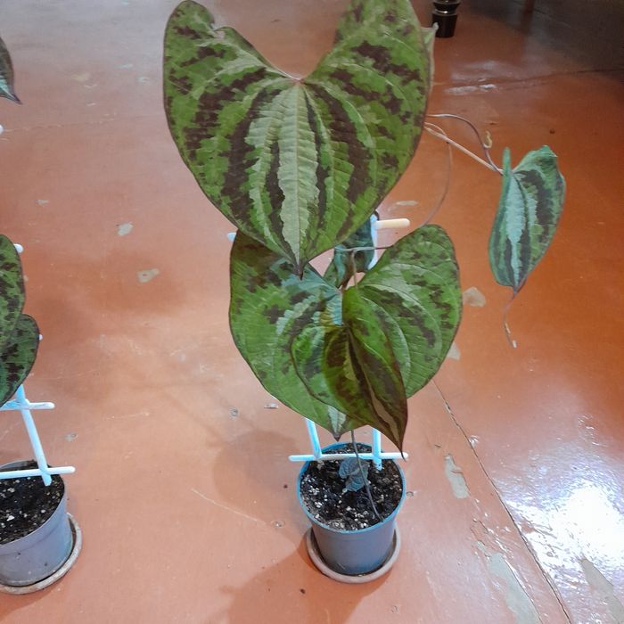 Дискорея разноцветная