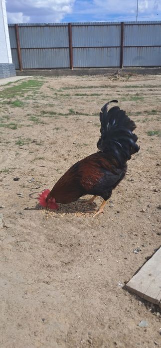 Молодой Петух.Жас әтеш сатылады