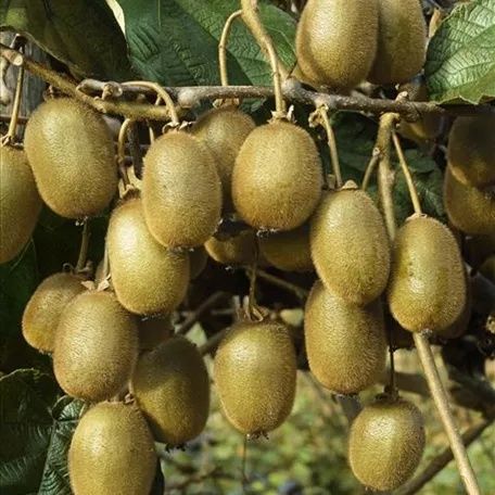 Pomi Exotici (Soiuri De Kiwi )