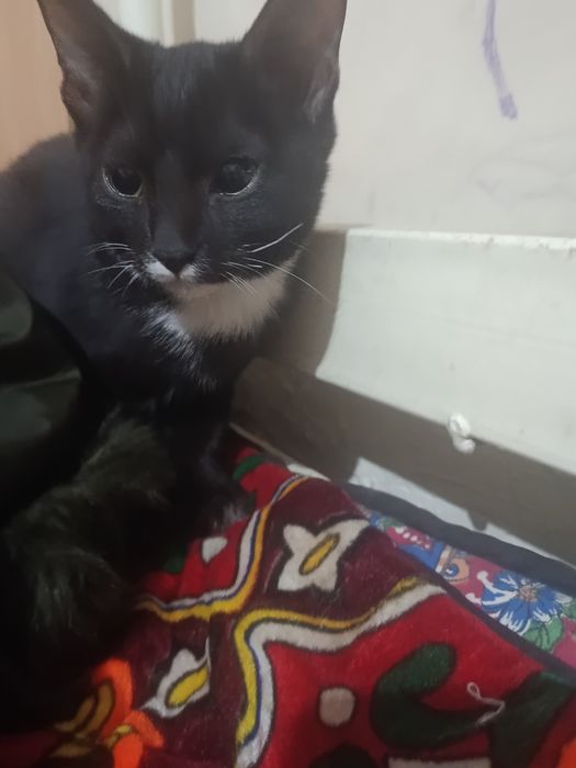 Qora mushukcha  ayol